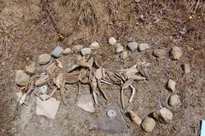 Horses by Jo Howe - Copy