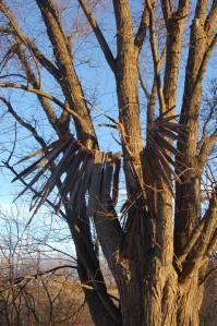 Thunderbird by Peter Skoggard